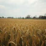 Polskie filmy historyczne – przegląd najważniejszych tytułów