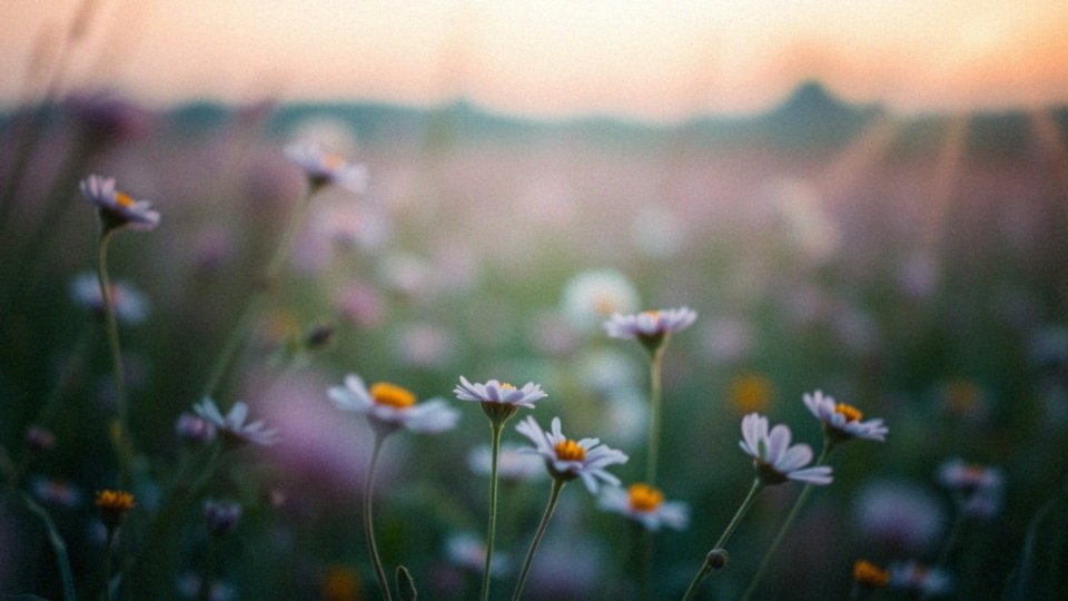 Shemale – kontrowersje, znaczenie i konotacje społeczne